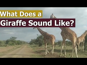 Giraffe Sound | With Audio