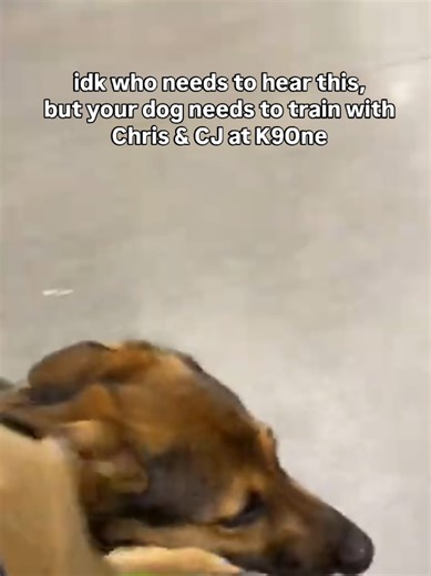 I don't know who needs to hear this. but K9one might be the best thing you do for your dog 1. 35 vears of training experience 2. Hands-on experience with over 200 dog breeds 3. Balanced, real-world training that works anywhere 4. Training for dogs of any age, breed, or behavior 5. Nationwide and international reach: 47 states & 12 countries 6. Lifetime obedience quarantee & long-term support 📍Based in Connecticut 📞 Contact K9one to get started