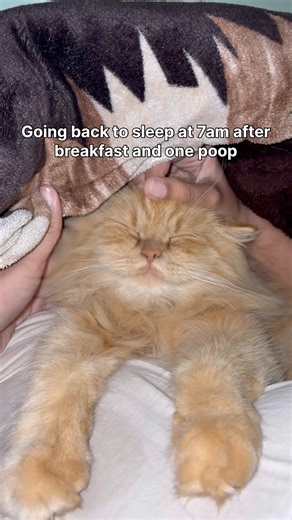 Breakfast ✅ Poop ✅ Sleep 😴