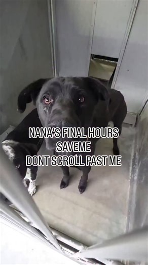 Animal Shelter 🐕 on Instagram: "NANA - EUTHANASIA LISTED | NEEDS RESCUED This is Nana. She is out of time at a crowded shelter and has been placed on the urgent euthanasia list. Nana is a gentle, affectionate girl who has been overlooked for too long. She sits patiently, waiting for a sign of hope—for someone to see her and choose her. Now, her life depends on that choice being made before the deadline. TO SAVE NANA: 🏠 ADOPT, FOSTER, OR PLEDGE A rescue commitment is her only way out. ❤️ DONATE