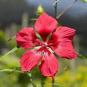 CHUXAY GARDEN Hibiscus Coccineus Seed,Scarlet Rose Mallow,Texas Star Hibiscus Flowers Plant 50 Seeds Hardy Hibiscus Seeds for Planting Wonderful Choice for Garden Great Ornamental Flowering Plant
