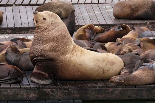 Sea Lion Named 'Chonkers,' Nearly 3 Times the Size of His Peers, Sends Other Animals Fleeing as He Captivates California