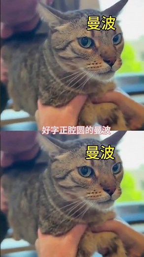 Tabby Cat's Most Refreshing Mambo Dances Ever