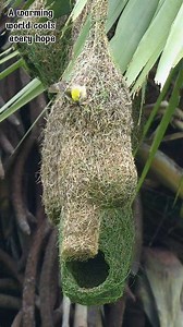 34K views · 961 reactions | Nature’s Engineers at Maintenance 淋 Adding fresh grass, tightening the weave, and reinforcing the walls — regular upkeep keeps the nest strong and safe for the little one inside. Even after the nest is built, the work continues to protect the next generation. #bayaweaver #nestbuilding #nature #birdlife #WeaverBird #WildlifeMagic #avianengineers | Go Green Forlife | Facebook