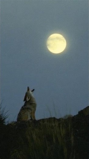 jackal in wildlife #jackal #animals #wildlife