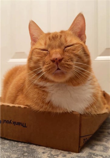 Pepe's Chewy Box Adventures: A Heartfelt Tribute