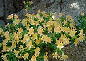 30 Monkey Flower Facts And Gardening Guide - Green Packs