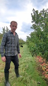 🌱 How European Apple Farmers are Managing Modern Apple Farms! 🌱 European apple farmers are using advanced techniques and technology to manage their orchards, boosting productivity and fruit quality. Modern methods like trellis systems for apple trees, automated pruning, and precision irrigation help optimize growth and reduce labor costs. Many farms also use sensors and drones to monitor soil health, moisture levels, and tree health, ensuring that each apple gets the right nutrients and water.