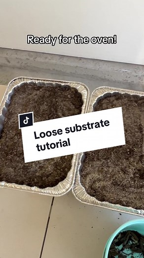 Preparing Loose Substrate for Bearded Dragon