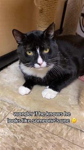 Biggie is available for adoption! Meet him today at Petsmart in Commack 📍🐾 #catadoption #adoptablecats