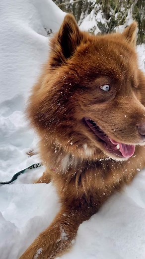 Adorable Brown Husky Shows Off Its Majestic Floof