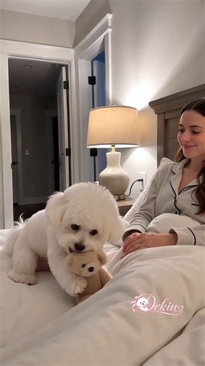 Hilarious Bichon Frise Dog Prank | Funny Pet Comedy