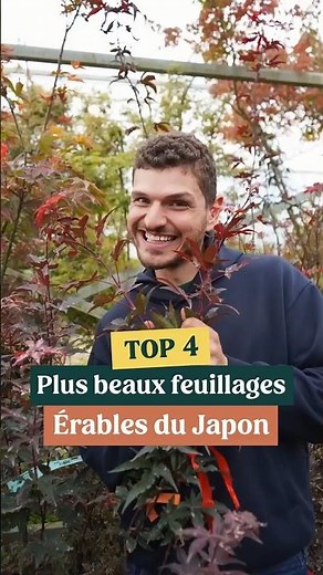 The MOST BEAUTIFUL FOLIAGES of Japanese Maple