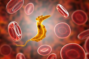 Doença de Chagas: o que é, transmissão, sintomas - Brasil Escola