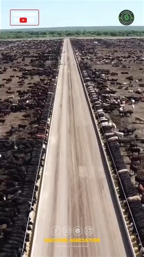 World's Largest Dairy Farm