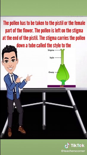 Teacher's Corner on TikTok