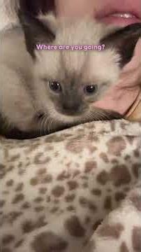 Woman Finds TINY Kitten All Alone — And Brings Him Home | The Dodo
