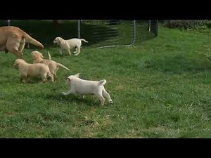 Yellow Labrador Retriever Puppies For Sale