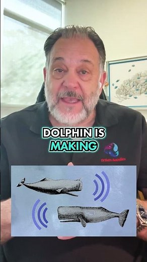 This Is How Dolphins Secretly Talk