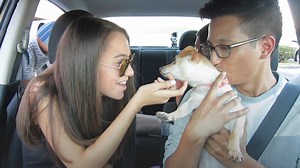 Uber driver surprises passengers with rescue puppies