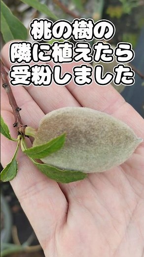 アーモンドの育て方【家庭菜園】#アーモンド #育て方 #栽培