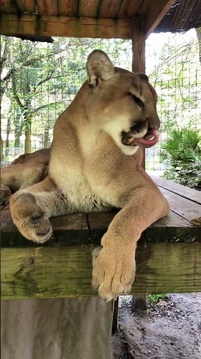 Volume UP for an AWESOME PURR!