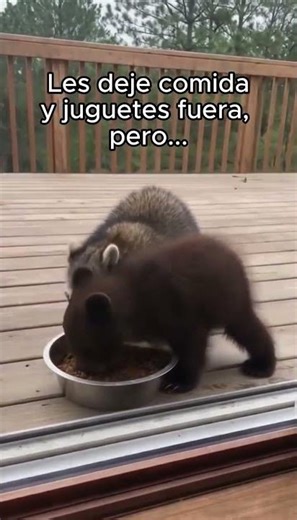 Mapache adopta a oso bebe