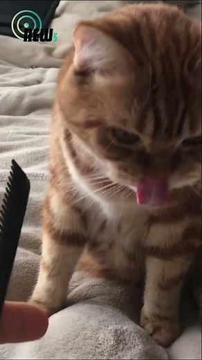 Cats Can't Handle This Sound – Funny Comb Reaction Compilation!