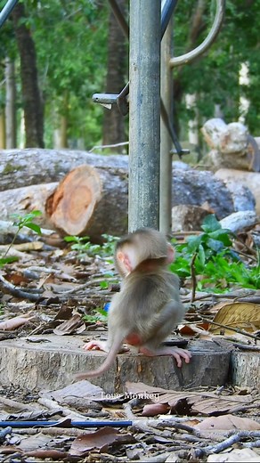 Baby lynx walk | Family Monkey Lily