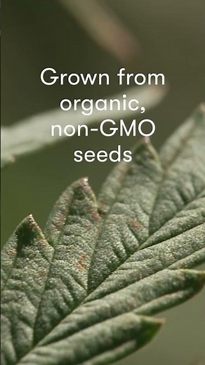 Muscle & Joint Roll-On™ with full-spectrum CBD | Young Living