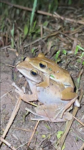Interesting Lizard Catching, Funny Jumping Frog Catching