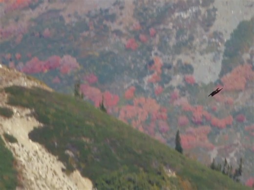 金雕特技飞行之一：波浪式飞行（又名天空之舞）