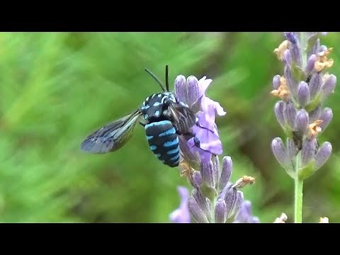 幸せ運ぶ青いハチ飛ぶ モネの庭