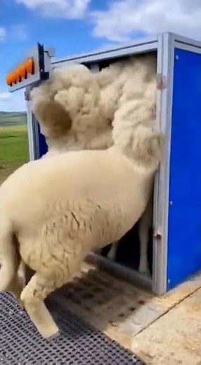 Sheep Puts Its Head Into Machine… Then This Happens 🐑😳