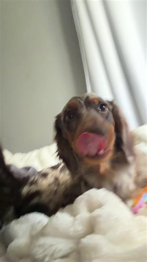 Apollo wants all the kisses ! #fyp | apollo parrot