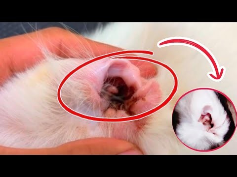 This Cat’s Ear Was FULL of Dirt! 😱 | How to Clean a Cat’s Ear