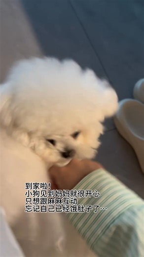 #funnycutenessdogchannel #fblifestyle | Funny Cuteness Dog Channel