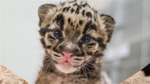 Clouded leopard cub is already making adorable squeaks at the Nashville Zoo