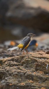 Witness the elegance of nature's Acrobat- a grey wagtail preens in the dawn light as a Tickell's blue flycatcher bathes in the background. Pure, serene beauty 💛🤍💙🧡 Moment from old collection (Nikon D5600 with 200-500mm) #reels #reelsinstagram #reelsvideo #viral #trendingreels #reelitfeelit #wildlifephotography #nature #naturephotography #nikond5600 #vishals_wildlife #nikonindiaofficial #natgeoindia #ujanidam | Vishal Lokare