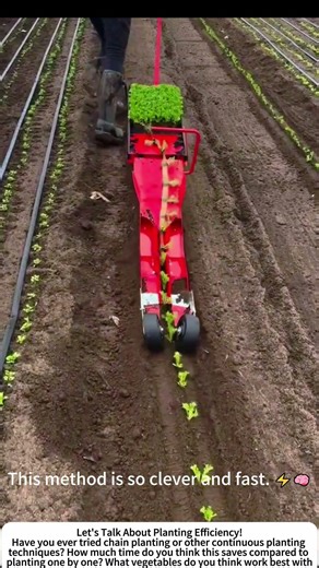 Chain Planting Method – Fast & Efficient Vegetable Seeding 🌱🔗