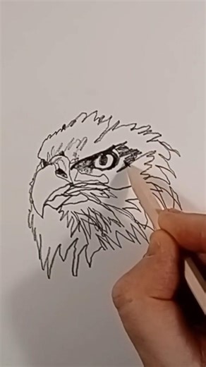 Line Drawing Study – Eagle Head (Short)