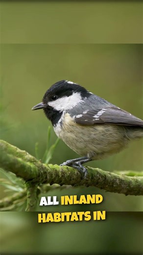 COAL TIT Did You Know?