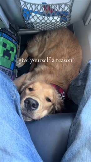 Best Puppy in the World - Showline Golden Retriever in Training