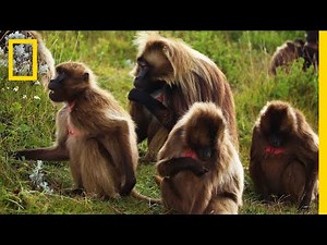 An Educational Video About Monkey Sex | National Geographic