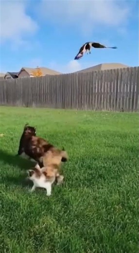 Incredible Moment a Cat Fights Off a Hawk to Save a Kitten!