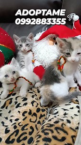 13 reactions · 68 shares | Caso Externo Tres Hermos@s gatit@s(2 machos y una hembra ) rescatad@s , Se dan con Kit de bienvenida En adopción responsable De mes y medio de edad,son independientes, comen pepitas y Comida húmeda,usan arenero Son amoros@s,no tienen pulgas Están sanit@s , desparasitad@s Más información al 0992883355 Compromiso de esterilización | Adopción Animal Guayaquil - AG | Facebook