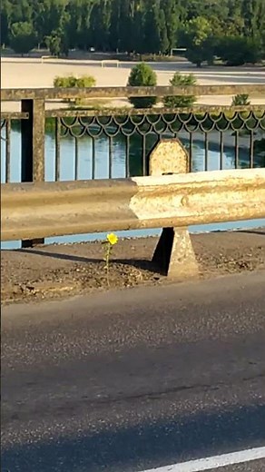 A Flower Growing Through Concrete 🌸😳