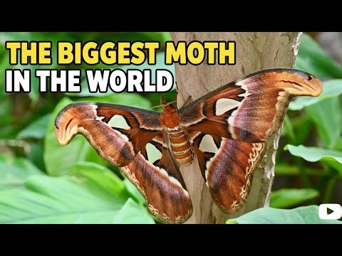 The Biggest Moth in the World 🦋🌍