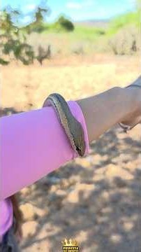 Are they venomous? #shorts #viral #fyp #fy #animals #snake #snake #knowledge