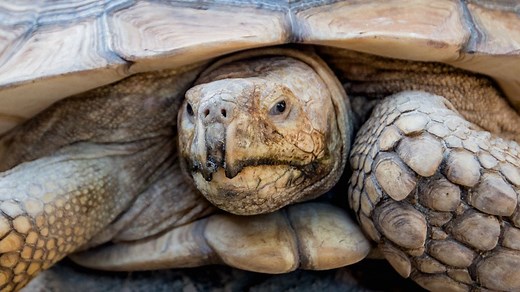 Tortoise Lifespan: How Long Can A Tortoise Live?